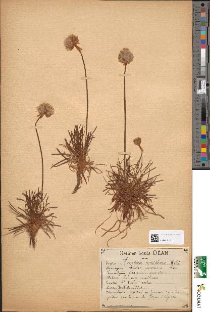spécimen de Armeria maritima