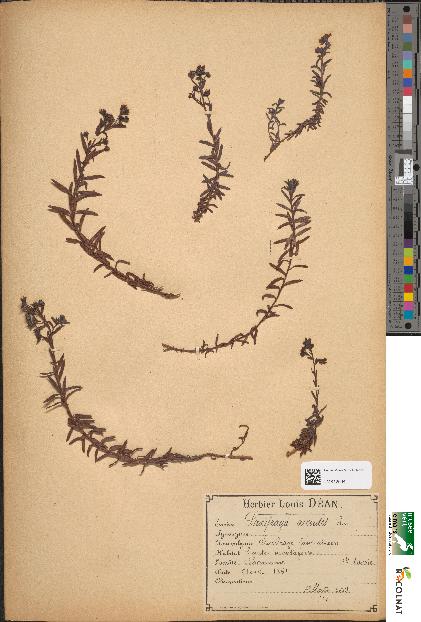 spécimen de Saxifraga aizoides