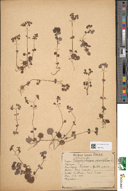 spécimen de Chrysosplenium oppositifolium