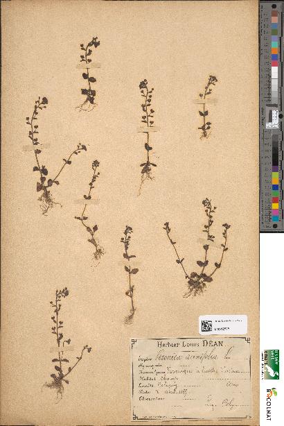 spécimen de Veronica acinifolia