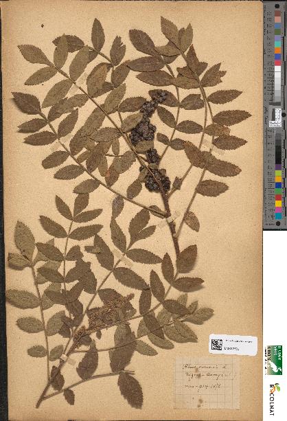 spécimen de Rhus coriaria