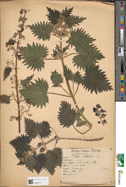 spécimen de Urtica pilulifera