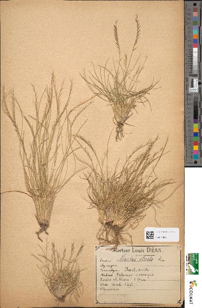 spécimen de Nardus stricta