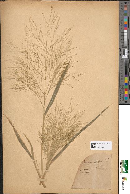 spécimen de Panicum capillare