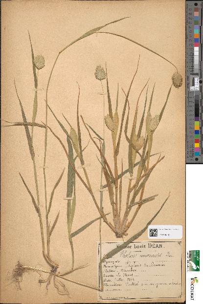 spécimen de Phalaris canariensis