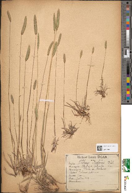 spécimen de Phleum boehmeri