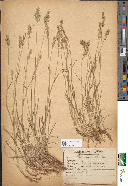 spécimen de Poa compressa