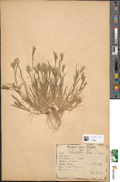 spécimen de Sclerochloa dura