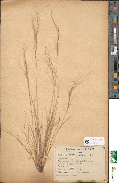 spécimen de Stipa juncea