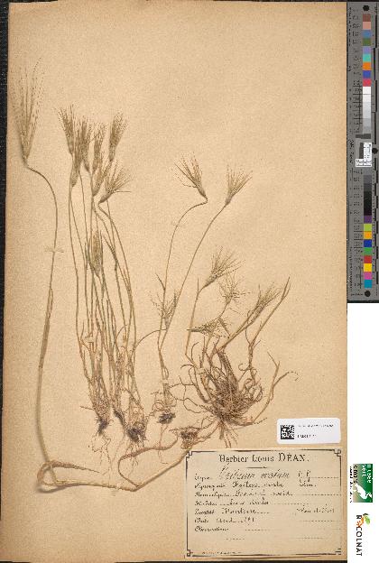 spécimen de Triticum ovatum