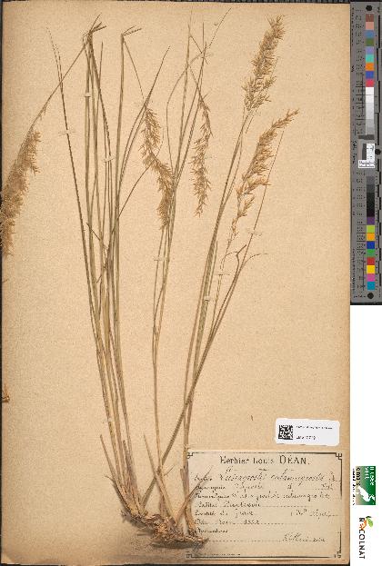 spécimen de Lasiagrostis calamagrostis