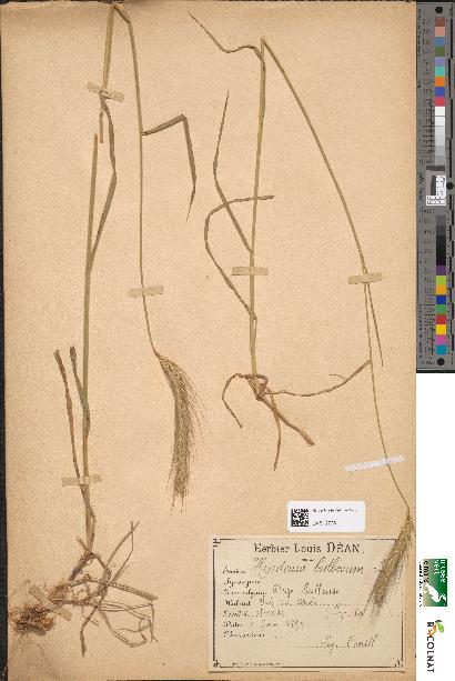 spécimen de Hordeum bulbosum