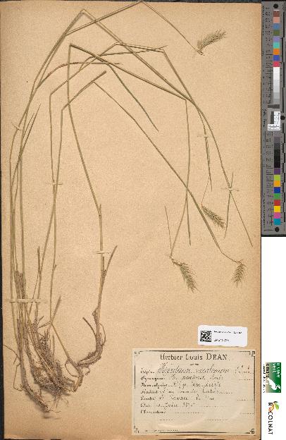 spécimen de Hordeum secalinum