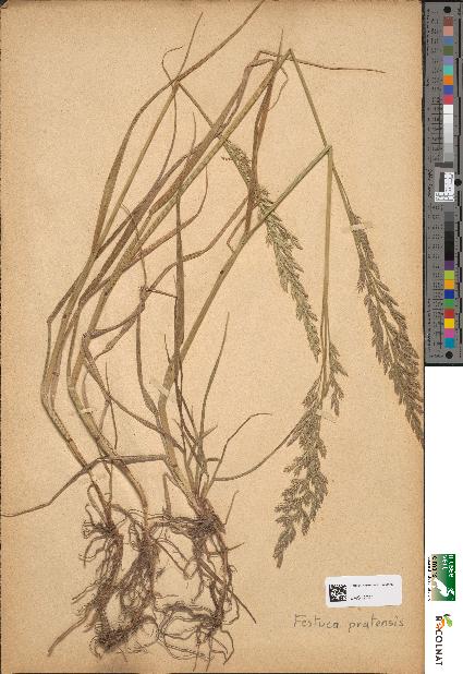 spécimen de Festuca pratensis
