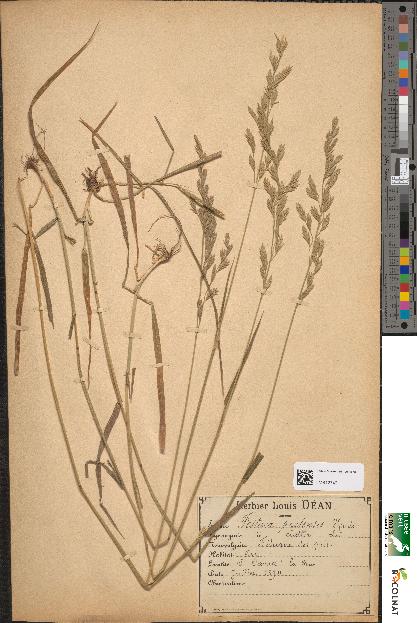 spécimen de Festuca pratensis