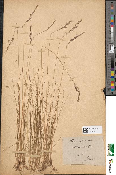 spécimen de Festuca pratensis