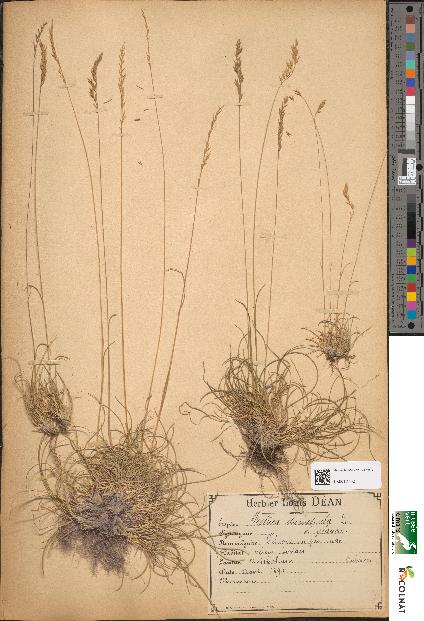 spécimen de Festuca duriuscula