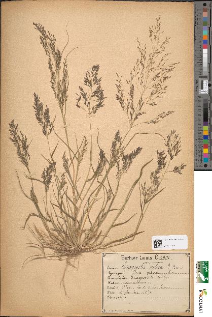 spécimen de Eragrostis pilosa