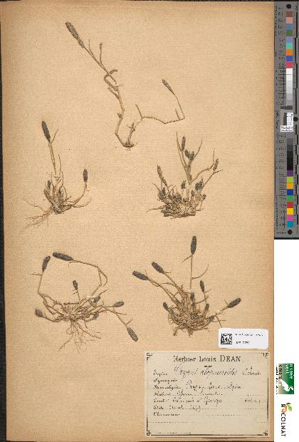 spécimen de Crypsis alopecuroides