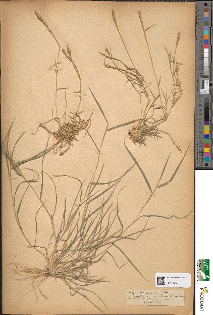 spécimen de Crypsis alopecuroides