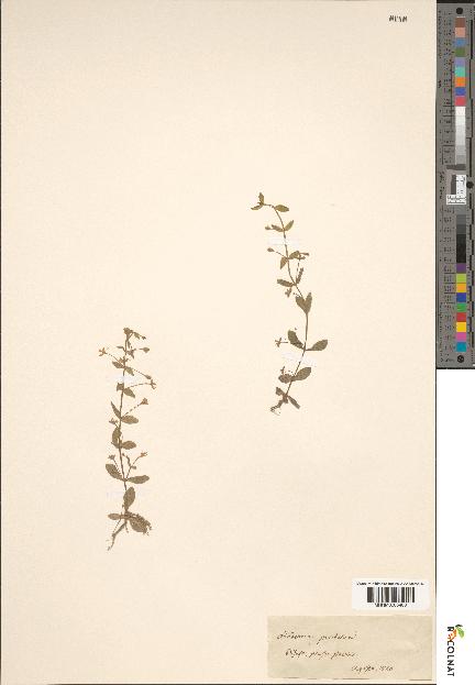 spécimen de Lindernia pyxidaria