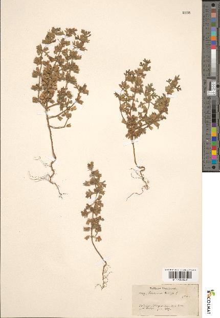 spécimen de Teucrium botrys