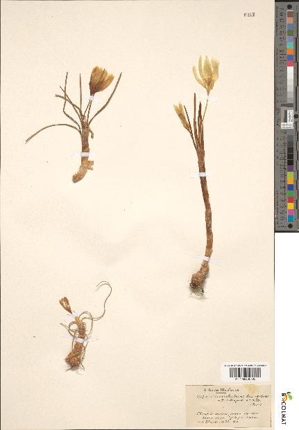 spécimen de Crocus ochroleucus