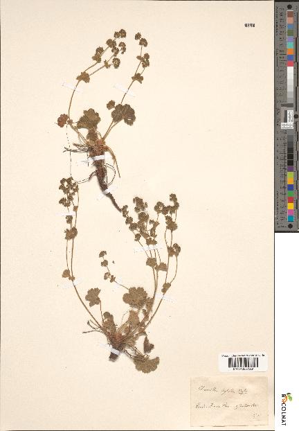 spécimen de Alchemilla hybrida