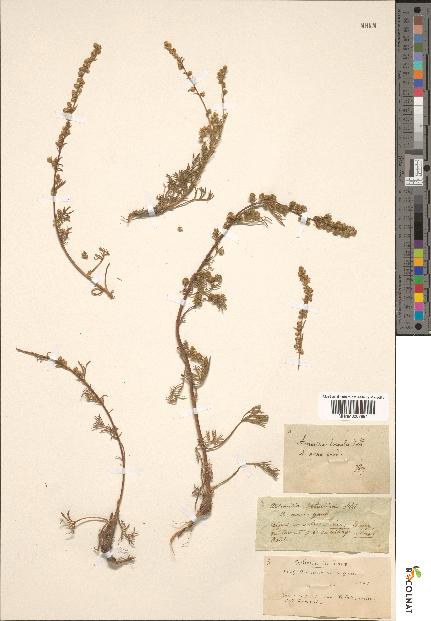 spécimen de Artemisia nana