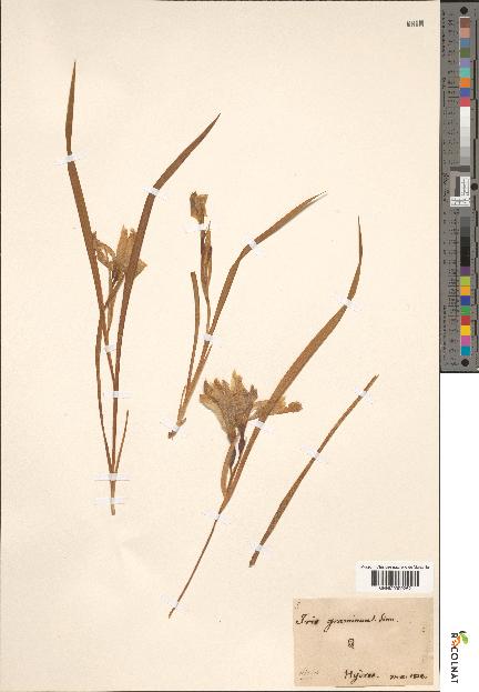 spécimen de Iris graminea