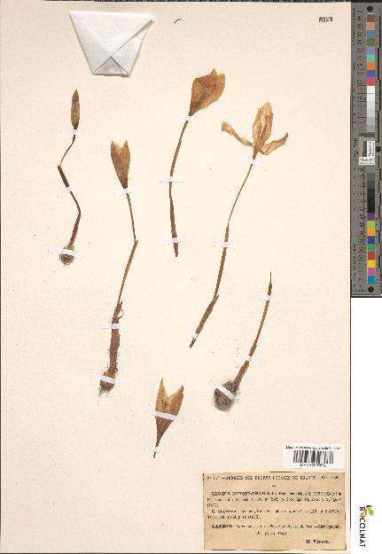 spécimen de Crocus nudiflorus
