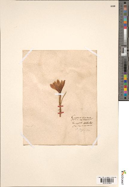 spécimen de Crocus vernus