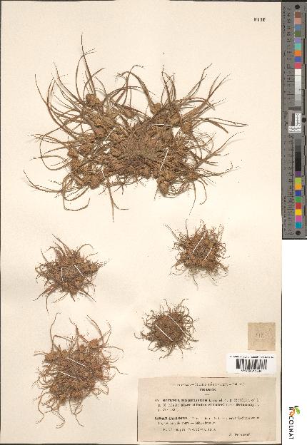 spécimen de Scirpus michelianus