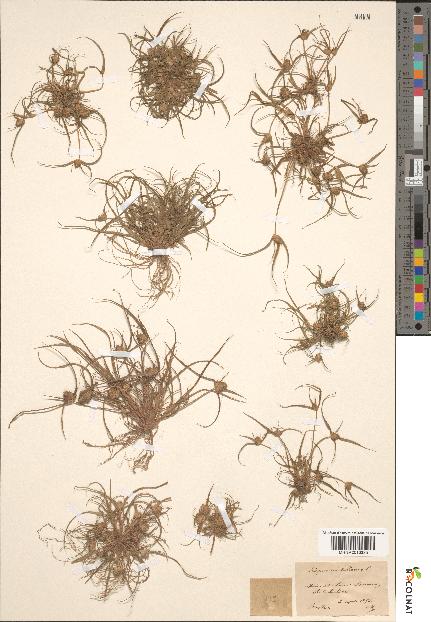 spécimen de Scirpus michelianus