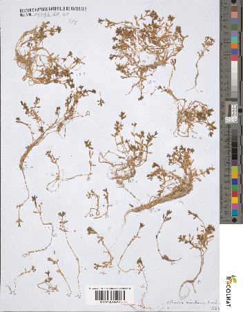 spécimen de Montia rivularis