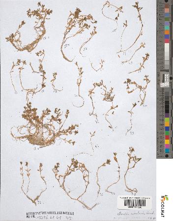 spécimen de Montia rivularis