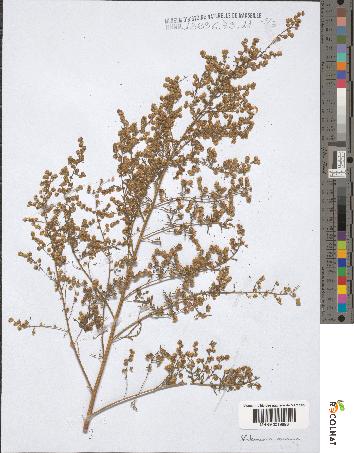 spécimen de Artemisia annua