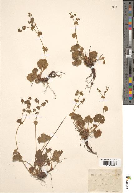 spécimen de Alchemilla hybrida