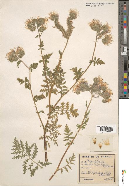 spécimen de Phacelia tanacetifolia