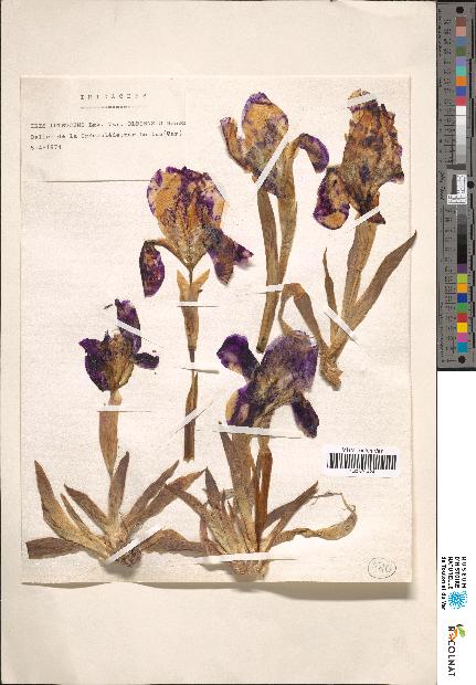 spécimen de Iris sp.