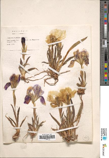 spécimen de Iris sp.