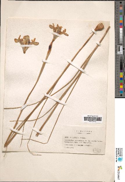 spécimen de Iris sp.