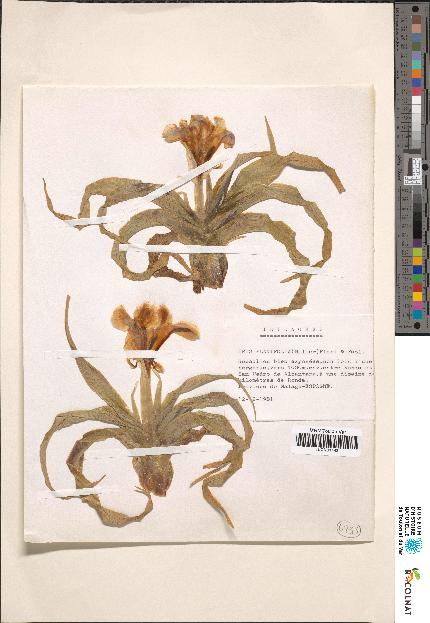 spécimen de Iris sp.