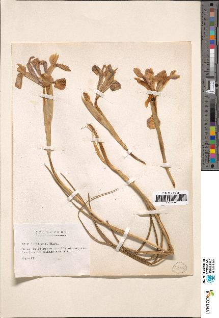 spécimen de Iris sp.