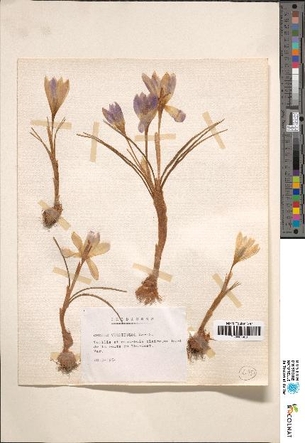 spécimen de Crocus sp.