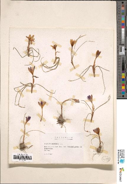 spécimen de Crocus sp.