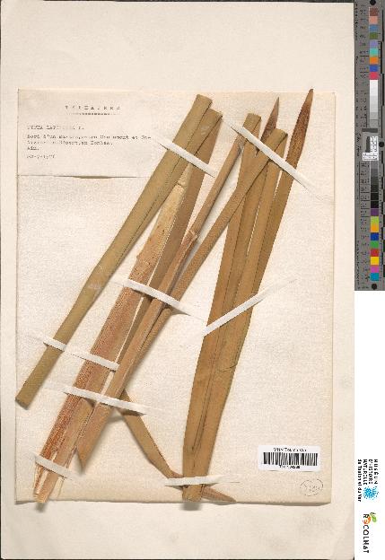spécimen de Typha sp.