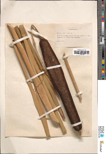 spécimen de Typha sp.