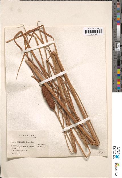 spécimen de Typha sp.