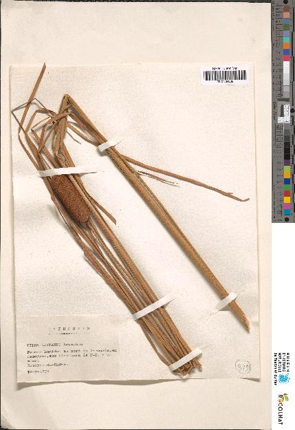 spécimen de Typha sp.